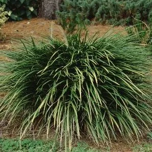 thumbnail for publication: Liriope muscari 'Evergreen Giant' Evergreen Giant Lilyturf